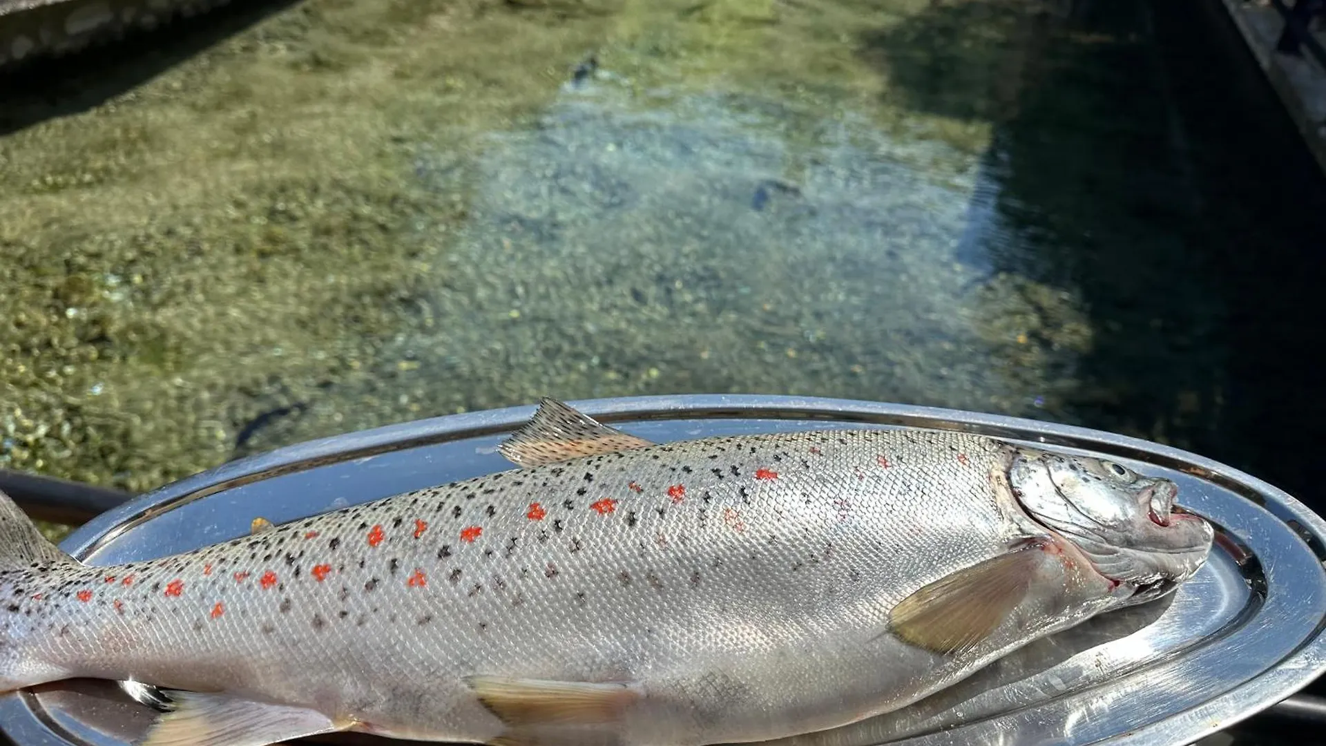 Rritja E Koranit Hotel Tushemisht